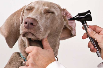 Bőrtünetek és otitis externa – a kutyákban gyakran jelentkeznek közösen, a kórfejlődésük hasonló – és a kezelésük?