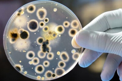 Malassezia pachydertmatis