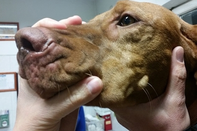 A kutyák akut fertőzéses dermatitise: kóroktan, tünetek, kezelés