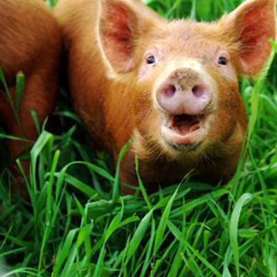 Bronchimax hazai kipróbálási eredmények