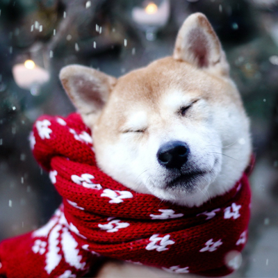 Kutya - immunerősítés télen