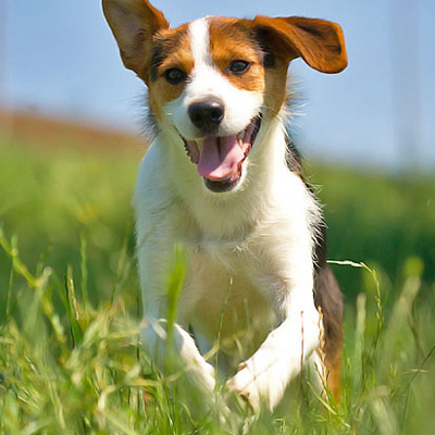 Biogenic Pet Vitality: úgy javítja a mozgásszervi tüneteket, hogy közben csökkenti a gyulladáscsökkentők mellékhatásait!