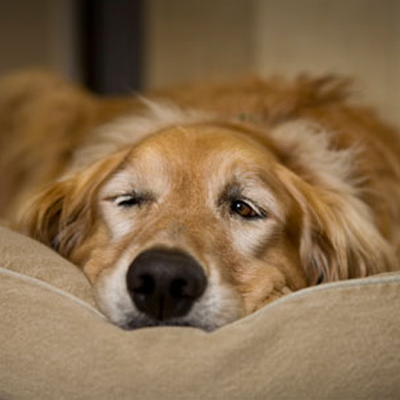 Embrionális oligopeptidkeverék (Humanofort®) per os hatásának vizsgálata kutyák krónikus fájdalommal kísért, gyulladásos mozgásszervi zavarainak konzervatív kezelésében