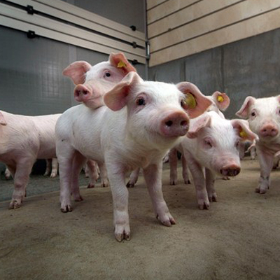 Mit kell tudni a sertések reprodukciós zavarokkal és légzőszervi tünetekkel járó szindrómájáról?