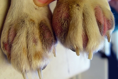 Kutya - atópiás dermatitis