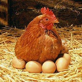 Neo-Te-Sol – a „kakasos por” már használható tojótyúkok kezelésére is!