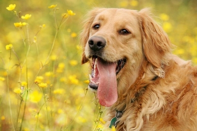 Mit tehetünk a pollenallergia ellen?