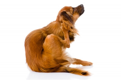 Mit tegyek, ha vakarózik a kutyám?